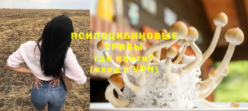 Галлюциногенные грибы Cubensis  Мурино 